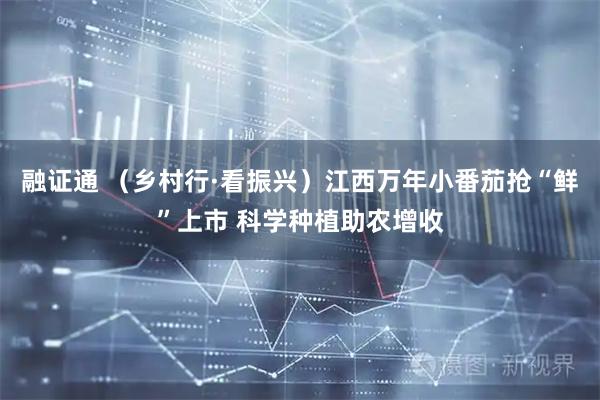 融证通 （乡村行·看振兴）江西万年小番茄抢“鲜”上市 科学种植助农增收